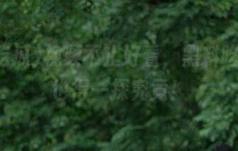 视频不止好看，黑料吃瓜官网也得一探究竟！